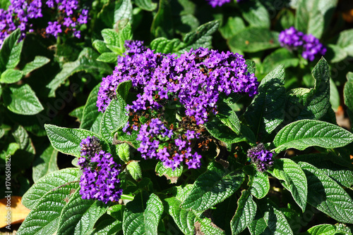 Vibrant purple heliotrope flowers in full bloom surrounded by lush green leaves
