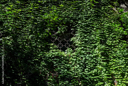 Green Wall Covered in Ivy