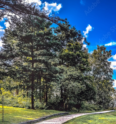 Walking road or pathway among old pine trees forest leading to the sandy beac...