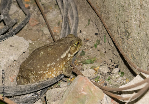 Toad on exteriors