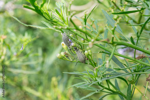 Epicauta adspersa bug on purple flowers.
