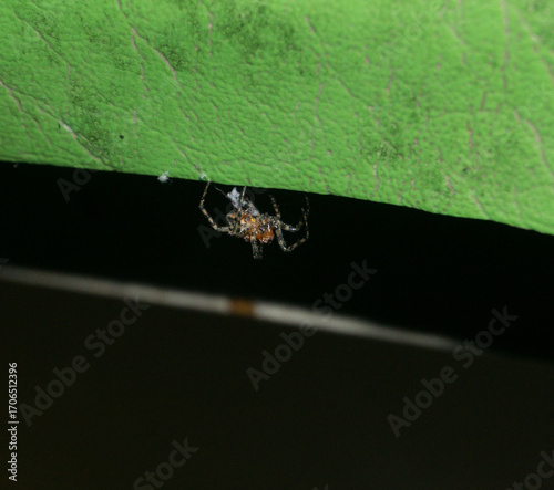 Red orb weaver spider