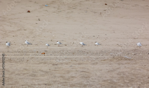 Seagulls over the sand