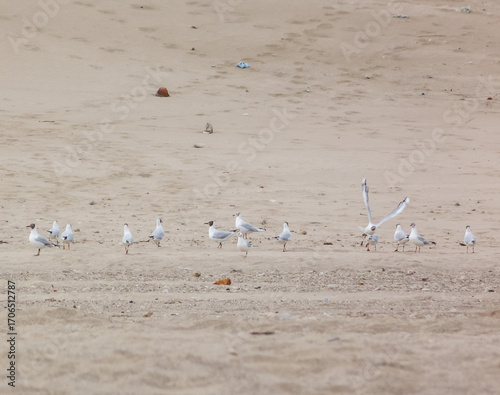 Seagulls over the sand