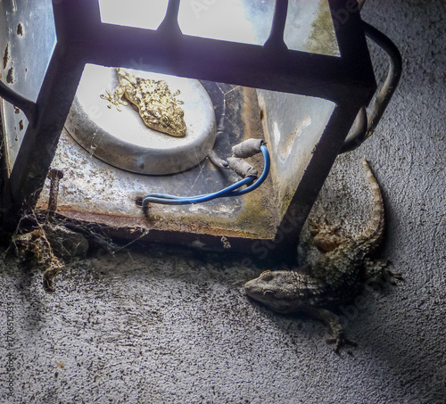 Couple of lizards around a lantern