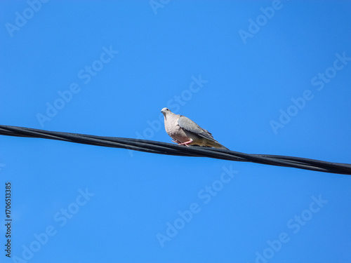 Dove walking a wire