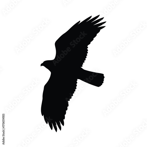 Vector art of silhouette of a bird of prey, flying with wings spread