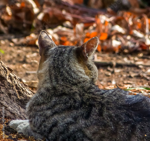 Gray cat in autumn