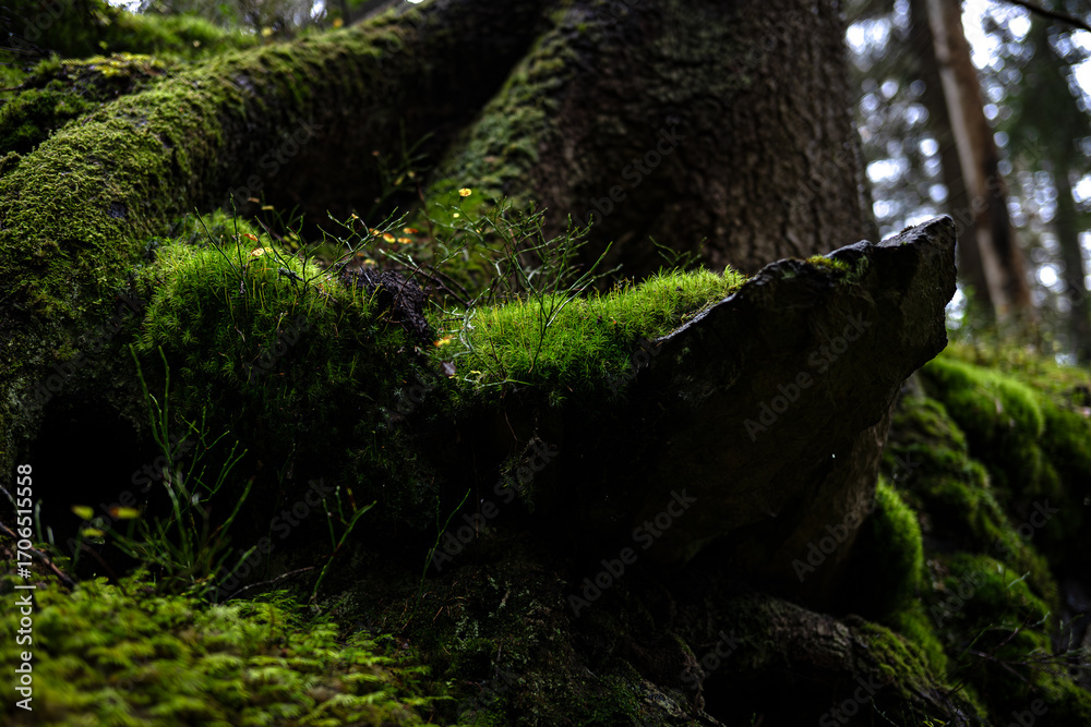 Fototapeta premium Moss on Tree Root and Rock Ledge (Macro, Nordic Woodland)