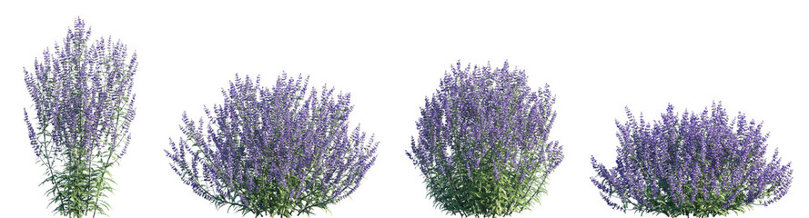 Set of Perovskia atriplicifolia (Salvia yangii, Russian sage) frontal isolated png on a transparent background perfectly cutout high resolution