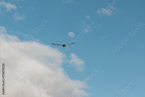  majestic condor flying with a full moon and blue sky