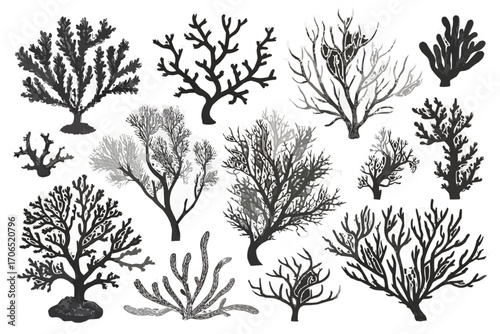 Illustration of diverse coral and seaweed silhouettes on a white background showing ocean life forms
