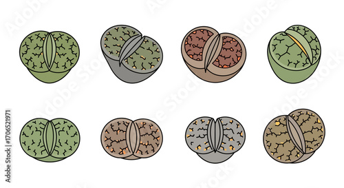 Diverse collection of colorful lithops plants, unique succulent living stones with textured surfaces.