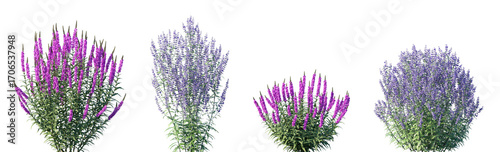 Set of Lythrum salicaria and Perovskia atriplicifolia frontal isolated png on a transparent background perfectly cutout high resolution