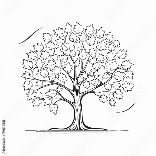 Maple Tree Line Art Illustration