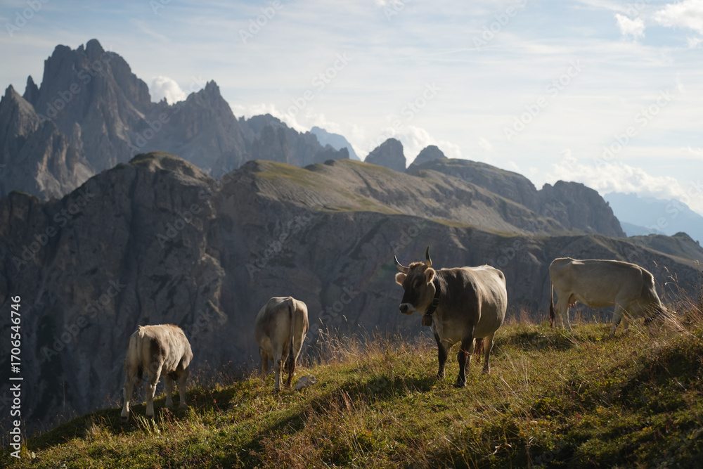 Fototapeta premium Cows grazing on a green alpine meadow with the dramatic Dolomite peaks in the background, traditional rural life in the Italian Alps