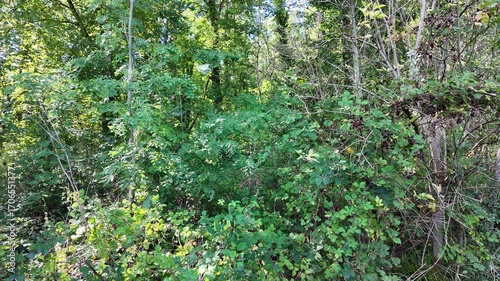 Slow pan across a dense, wild thicket of overgrown brambles and bushes at the edge of a forest