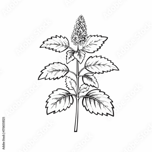 Lemon Balm black line art white background clear vision
