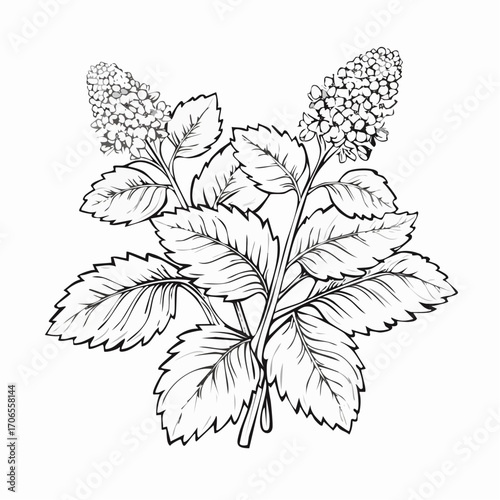 Lemon Balm black line art white background clear vision