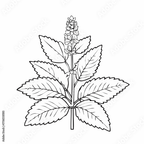 Lemon Balm black line art white background clear vision