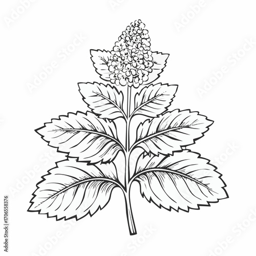 Lemon Balm black line art white background clear vision