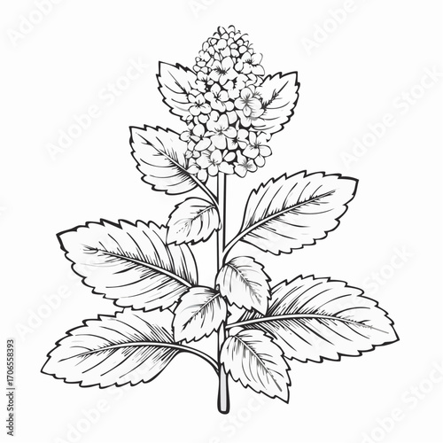 Lemon Balm black line art white background clear vision