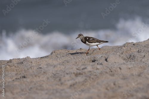 Ruddy Turnstone Walking on Sandy Shore