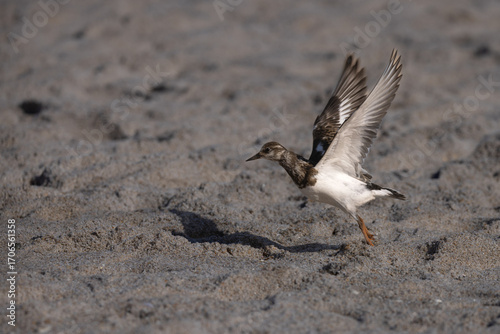Ruddy Turnstone Walking on Sandy Shore