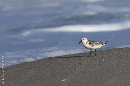 Sanderling Shorebird by Ocean Waves