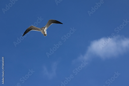 Seagull in Flight Against Clear Blue Sky