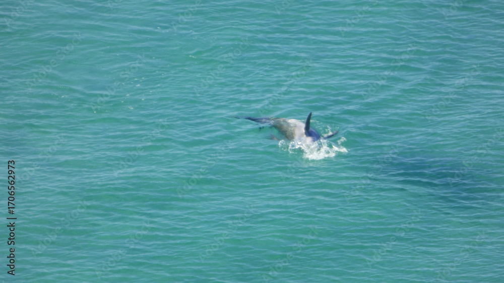 Obraz premium Dolphin