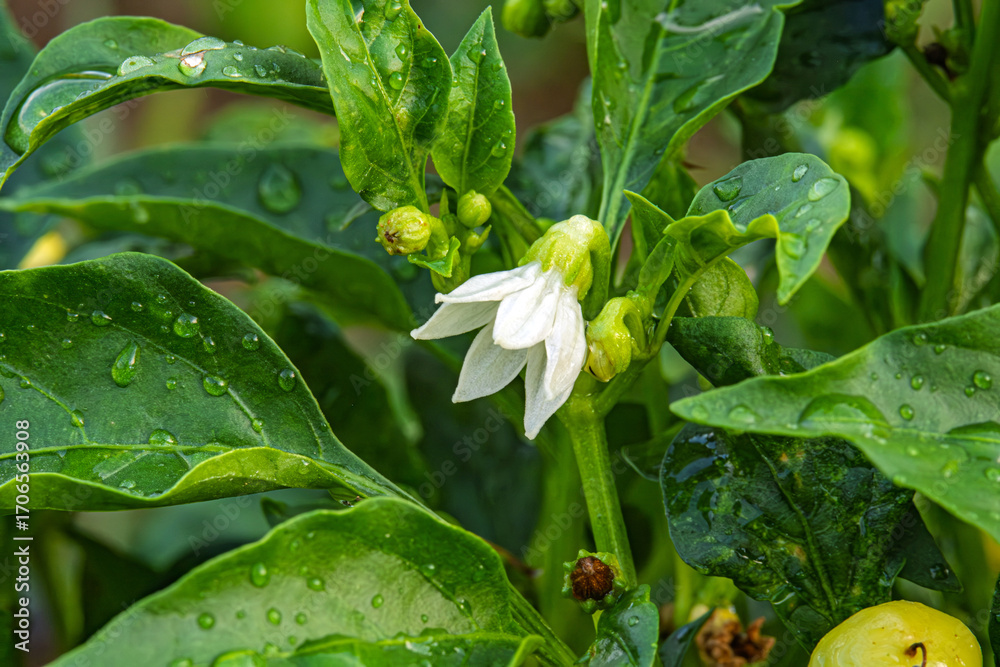 Obraz premium Close-up of a pepper plant with a delicate white flower. Pepper flower surrounded by fresh green leaves covered in raindrops. Symbolizing growth, agriculture and natural beauty. Selective focus.