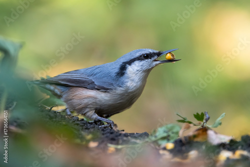 Nuthatch and corn grain