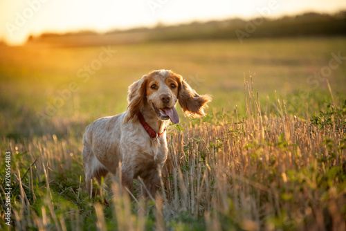 A charming cheerful red-colored dog with long ears of the spaniel breed stands in a field with high stubble in the golden rays of the evening sun. A walk with a hunting dog outside the city.