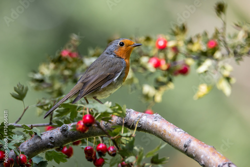 Burrowing in a hawthorn with red berries