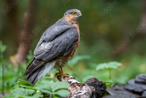 Sparrowhawk waiting for prey