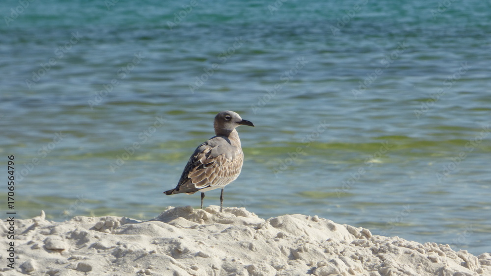 Obraz premium Seagull