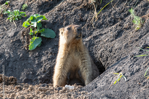 Groundhog baibak peeks out of the hole