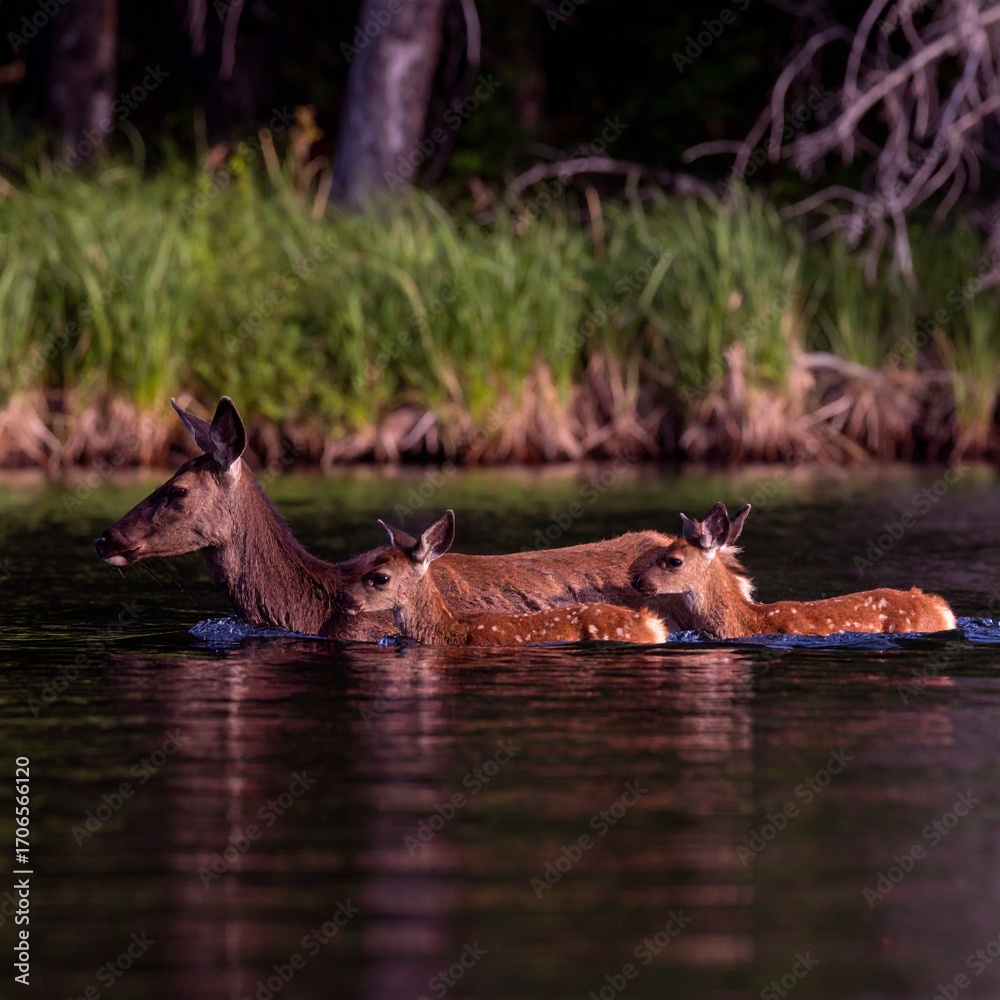 Fototapeta premium Deers in the lake