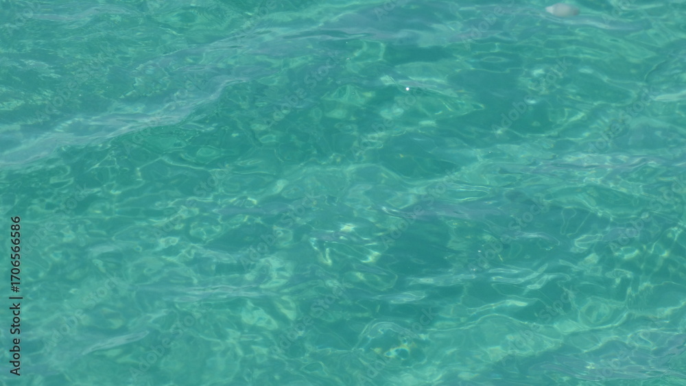 Fototapeta premium Jellyfish