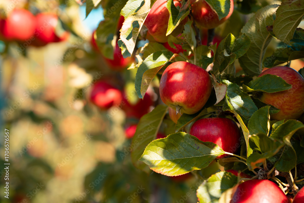 Obraz premium Red apples in an apple orchard