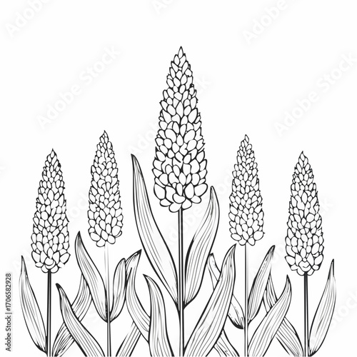 Sorghum line art sways gently with the breeze