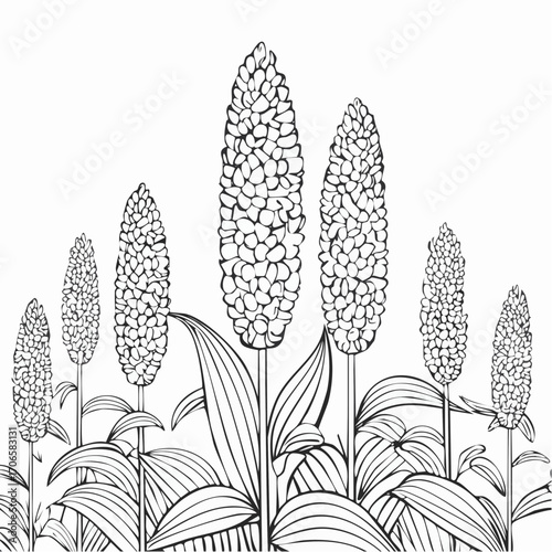 Sorghum line art sways gently with the breeze