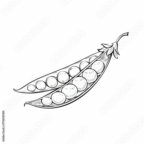 Snow Peas line art delicate edible pod drawing