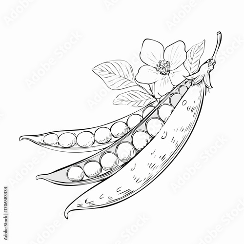 Snow Peas line art delicate edible pod drawing