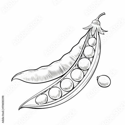 Snow Peas line art delicate edible pod drawing