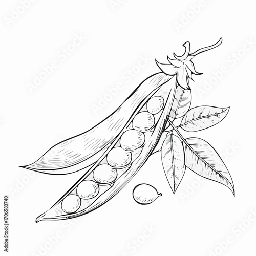 Snow Peas line art delicate edible pod drawing