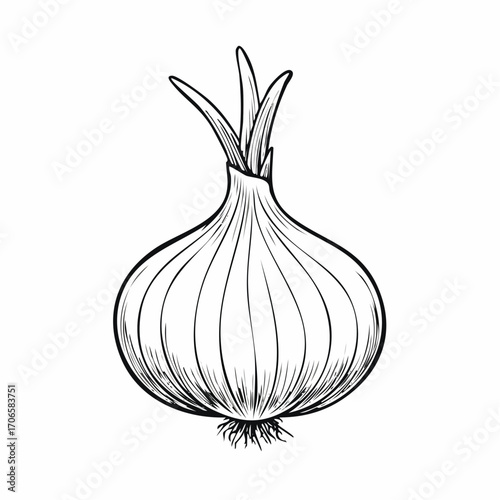 Shallot line art simple sketch organic vegetable fresh food illustration
