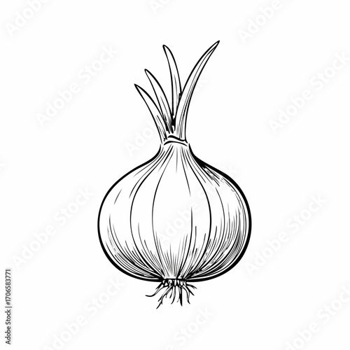 Shallot line art simple sketch organic vegetable fresh food illustration