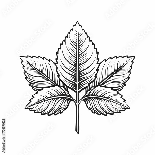 Lemon Balm Leaf Vector Line Art Design Trends